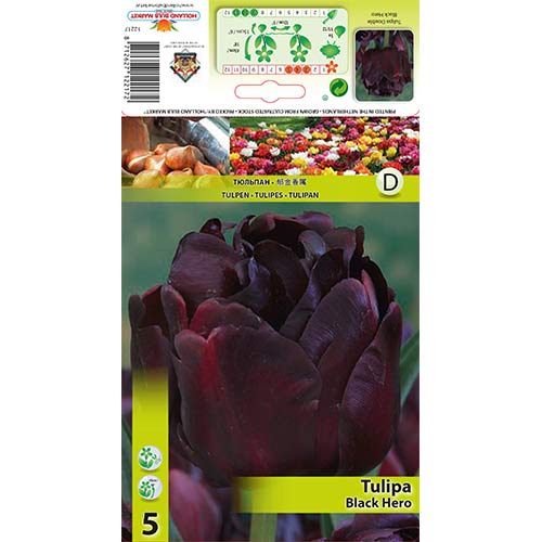 Tulipan Black Hero slika 1 interface.art 67455