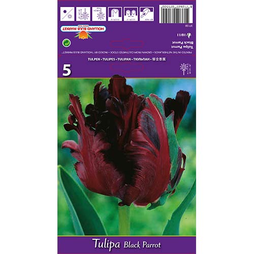 Tulipan Black Parrot slika 1 interface.art 67489