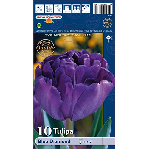 Tulipan Blue Diamond slika 1 interface.art 67769