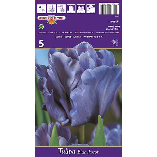 Tulipan Blue Parrot slika 1 interface.art 67797