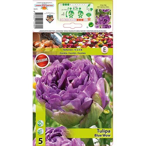 Tulipan Blue Wow slika 1 interface.art 67701