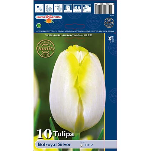 Tulipan Bolroyal Silver slika 1 interface.art 67706