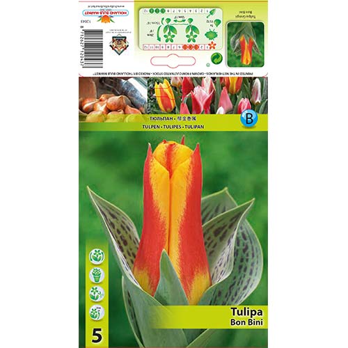 Tulipan Bon Bini slika 1 interface.art 67475