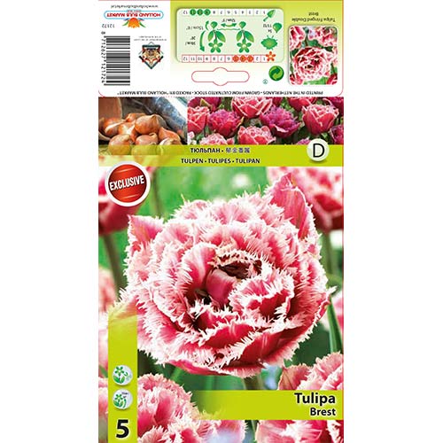 Tulipan Brest slika 1 interface.art 68076