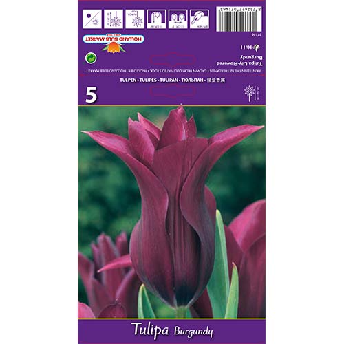 Tulipan Burgundy slika 1 interface.art 67759