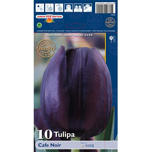 Tulipan Cafe Noir slika 1 interface.art 67739