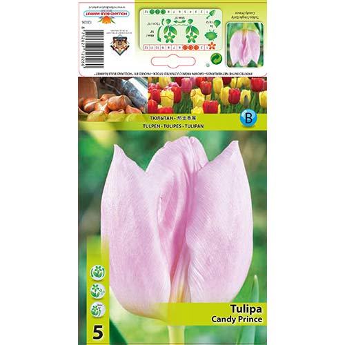 Tulipan Candy Prince slika 1 interface.art 67746