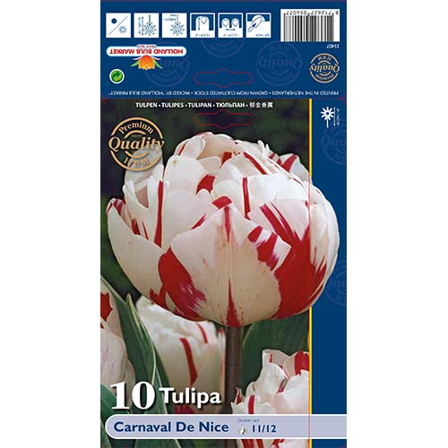 Tulipan Carnaval de Nice slika 1 interface.art 67738