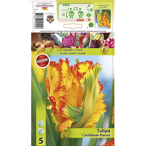 Tulipan Carribean Parrot slika 1 interface.art 67491
