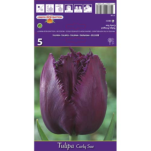 Tulipan Curly Sue slika 1 interface.art 70217