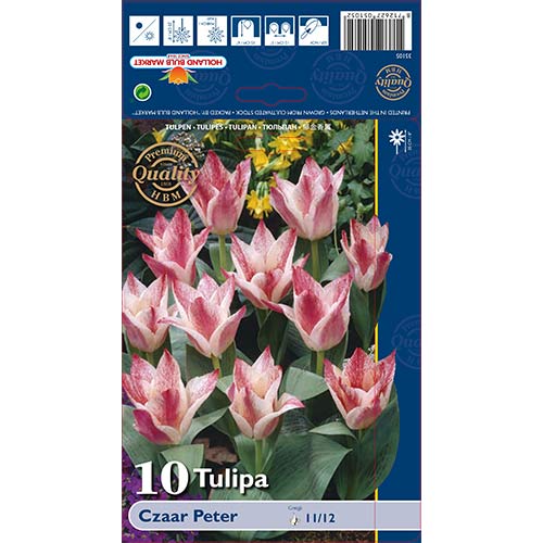 Tulipan Czaar Peter slika 1 interface.art 70266