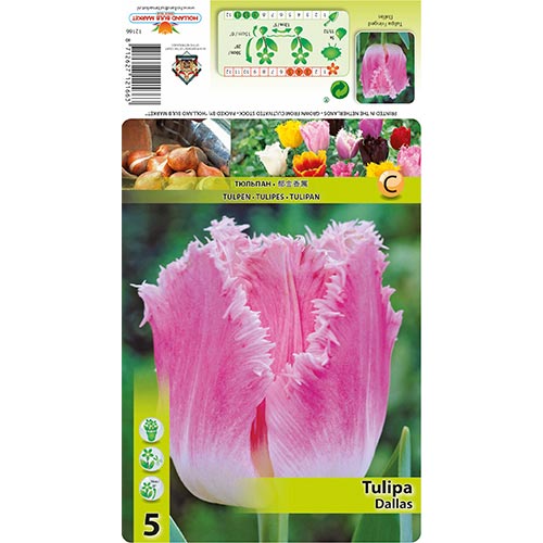 Tulipan Dallas slika 1 interface.art 67694