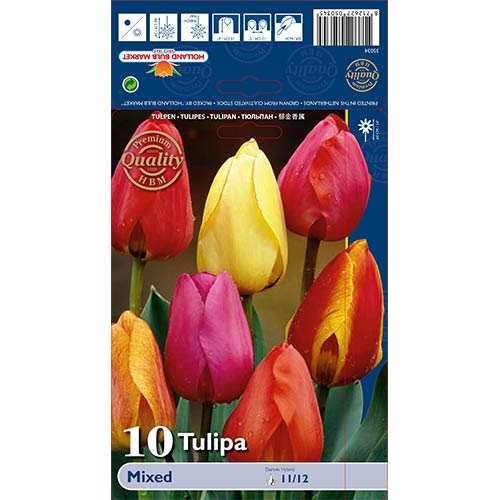 Tulipan Darwin Hybrid Mixed slika 1 interface.art 67878