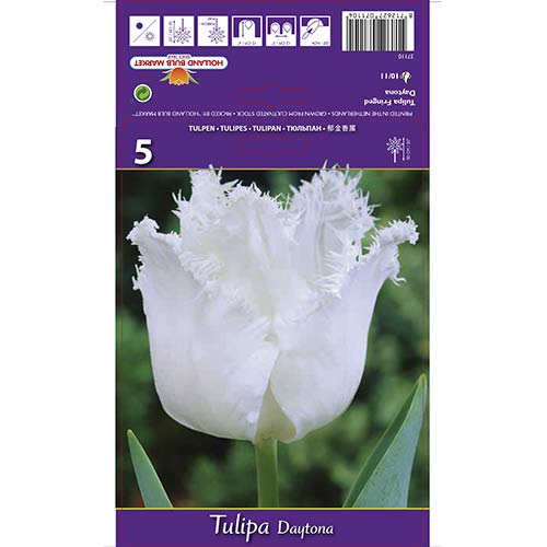 Tulipan Daytona interface.art interface.photo 1 Tulipan Daytona slika 1 interface.art 67723