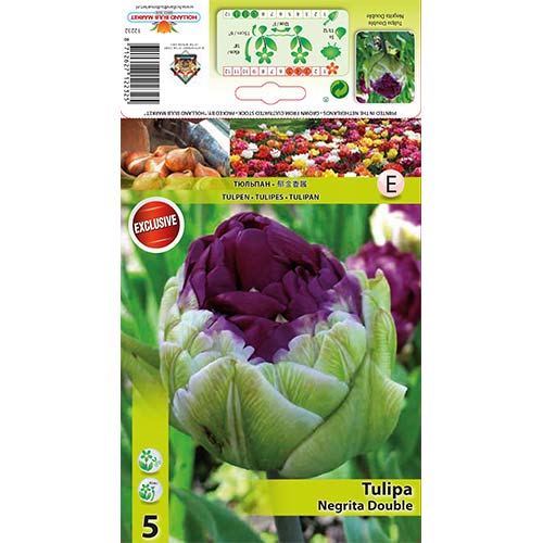 Tulipan Double Negrita slika 1 interface.art 67779