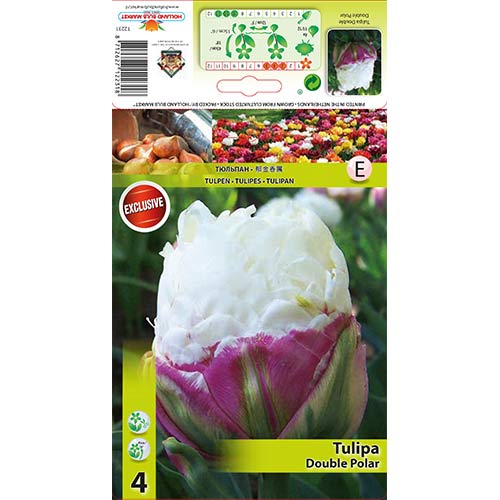 Tulipan Double Polar slika 1 interface.art 67485