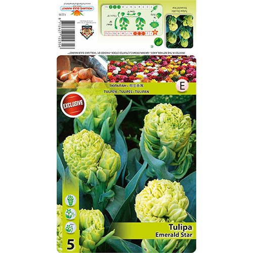 Tulipan Emerald Star slika 1 interface.art 68406