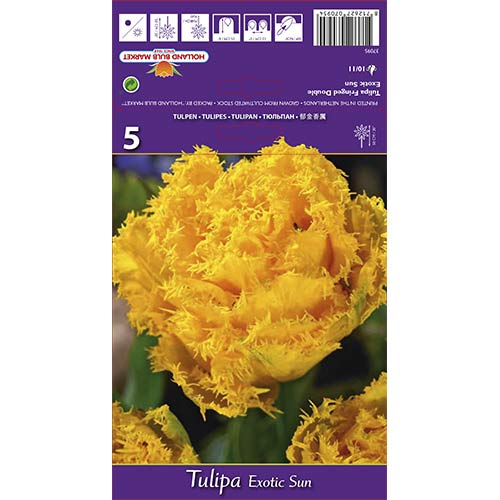 Tulipan Exotic Sun slika 1 interface.art 67698