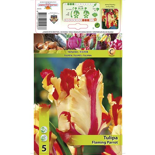 Tulipan Flaming Parrot slika 1 interface.art 67853