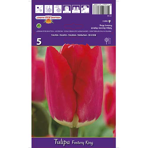 Tulipan Fostery King slika 1 interface.art 67856