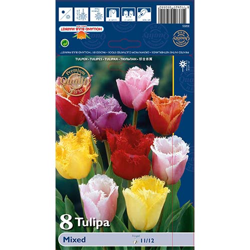 Tulipan Fringed Mixed slika 1 interface.art 67858