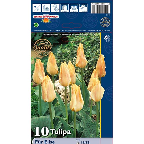 Tulipan Fur Elise slika 1 interface.art 70265