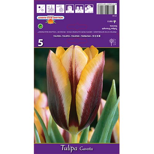 Tulipan Gavota slika 1 interface.art 67840