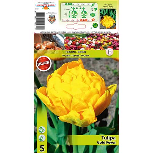Tulipan Gold Fever slika 1 interface.art 68128