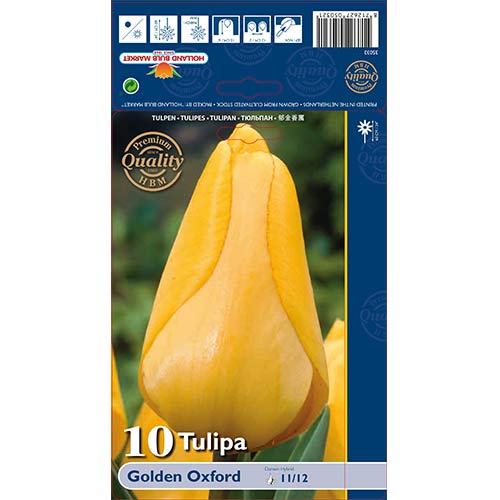 Tulipan Golden Oxford slika 1 interface.art 70248