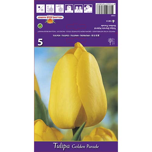 Tulipan Golden Parade slika 1 interface.art 67715