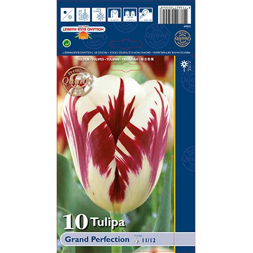 Tulipan Grand Perfection slika 1 interface.art 67718