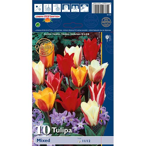 Tulipan Greigii Mixed slika 1 interface.art 67872