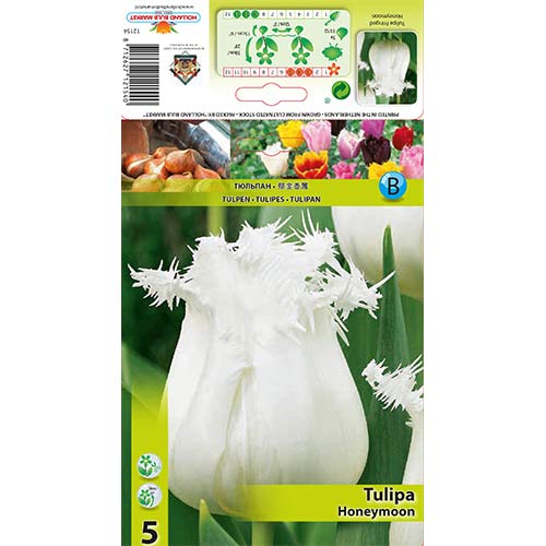 Tulipan Honeymoon slika 1 interface.art 68078