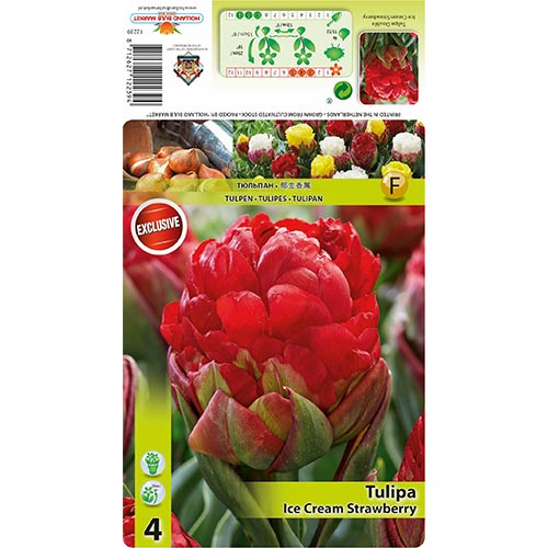 Tulipan Ice Cream Strawberry slika 1 interface.art 68403