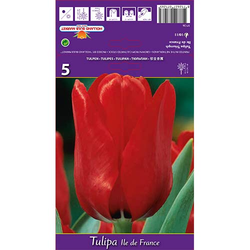 Tulipan Ile de France slika 1 interface.art 70218