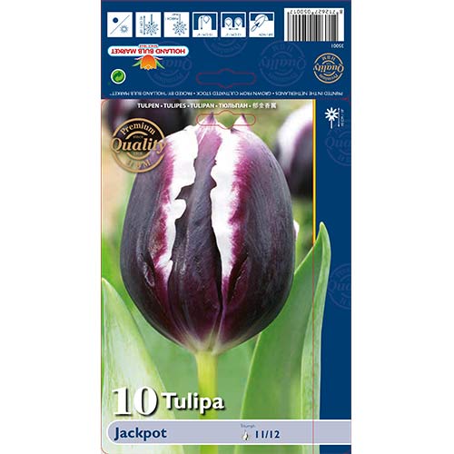 Tulipan Jackpot slika 1 interface.art 67727