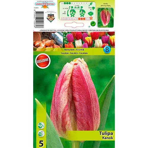 Tulipan Kanok slika 1 interface.art 68407