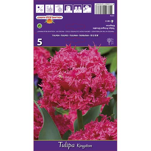 Tulipan Kingston slika 1 interface.art 67696