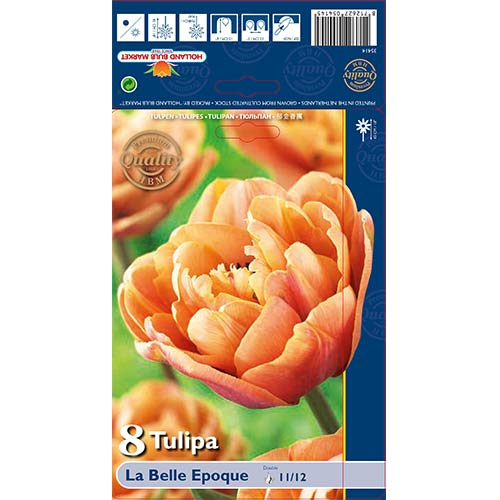 Tulipan La Belle Epoque slika 1 interface.art 70254