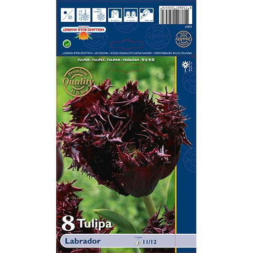 Tulipan Labrador slika 1 interface.art 68028