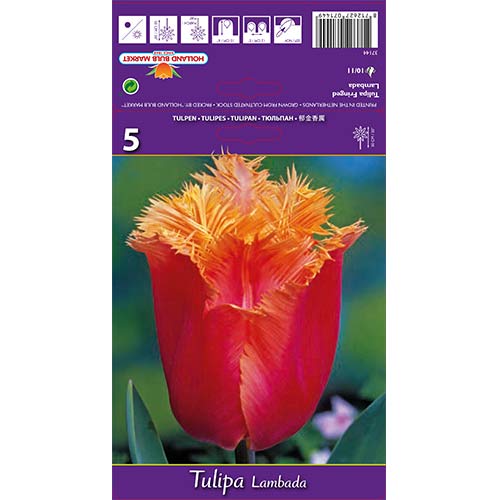 Tulipan Lambada slika 1 interface.art 68105