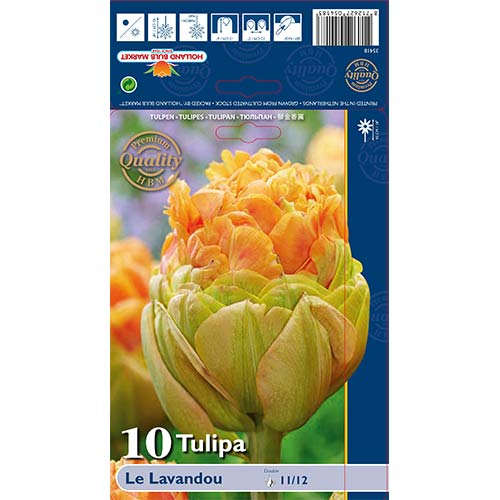 Tulipan Le Lavendou slika 1 interface.art 68036