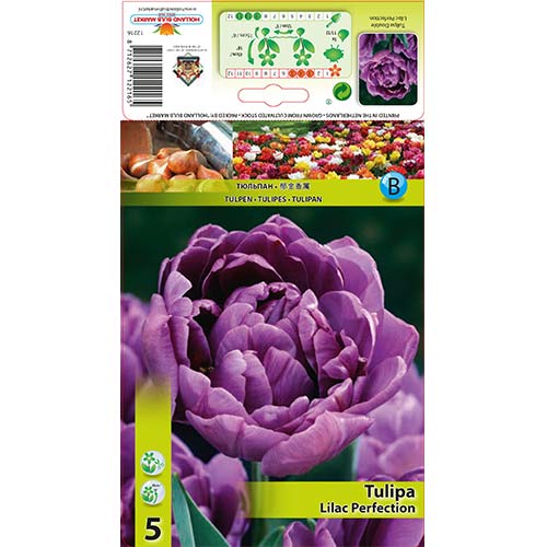 Tulipan Lilac Perfection slika 1 interface.art 67460