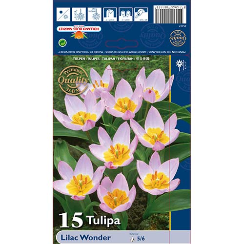 Tulipan Lilac Wonder slika 1 interface.art 67751