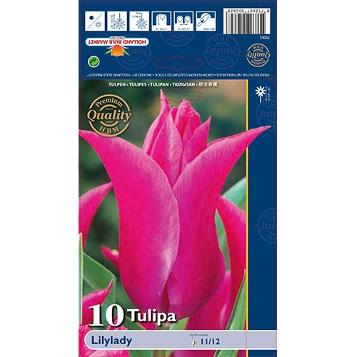 Tulipan Lilylady slika 1 interface.art 67760