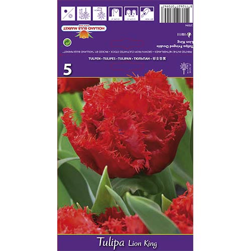 Tulipan Lion King slika 1 interface.art 67697