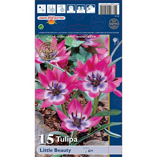 Tulipan Little Beauty slika 1 interface.art 67499
