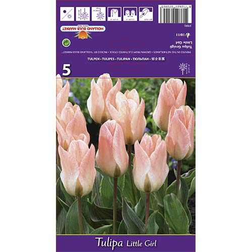 Tulipan Little Girl slika 1 interface.art 68108