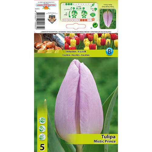Tulipan Mistic Prince slika 1 interface.art 68084