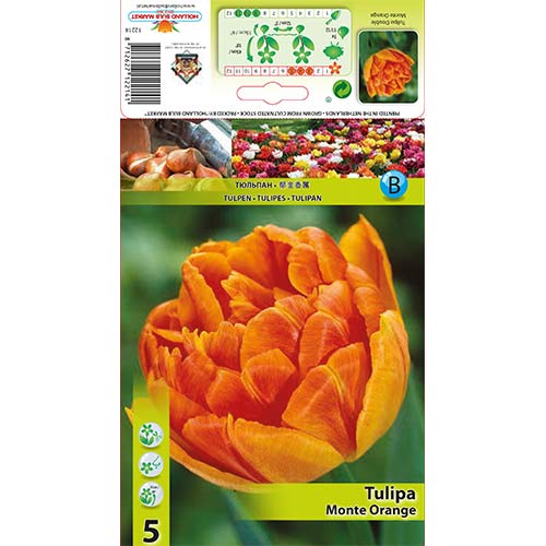Tulipan Monte Orange slika 1 interface.art 67774